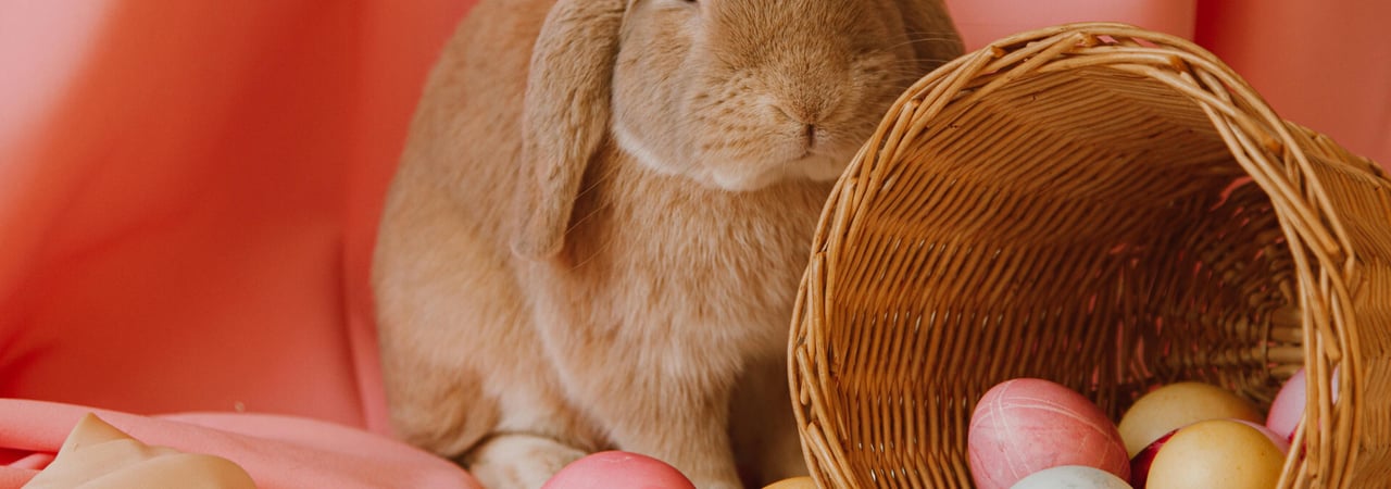 Esater Bunny