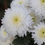 Sympathy Cards