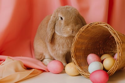Esater Bunny