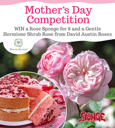 David Austin Mother's Day Competition 2020