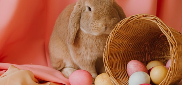 Esater Bunny