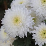 Sympathy Cards